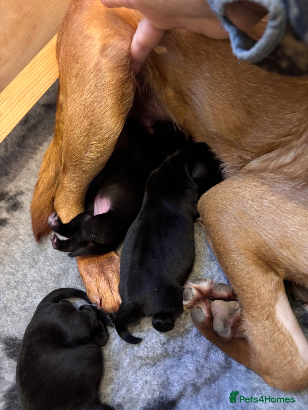 Labrador Retriever dogs for sale: Black KC Reg Labrador puppies for sale  - Image 6