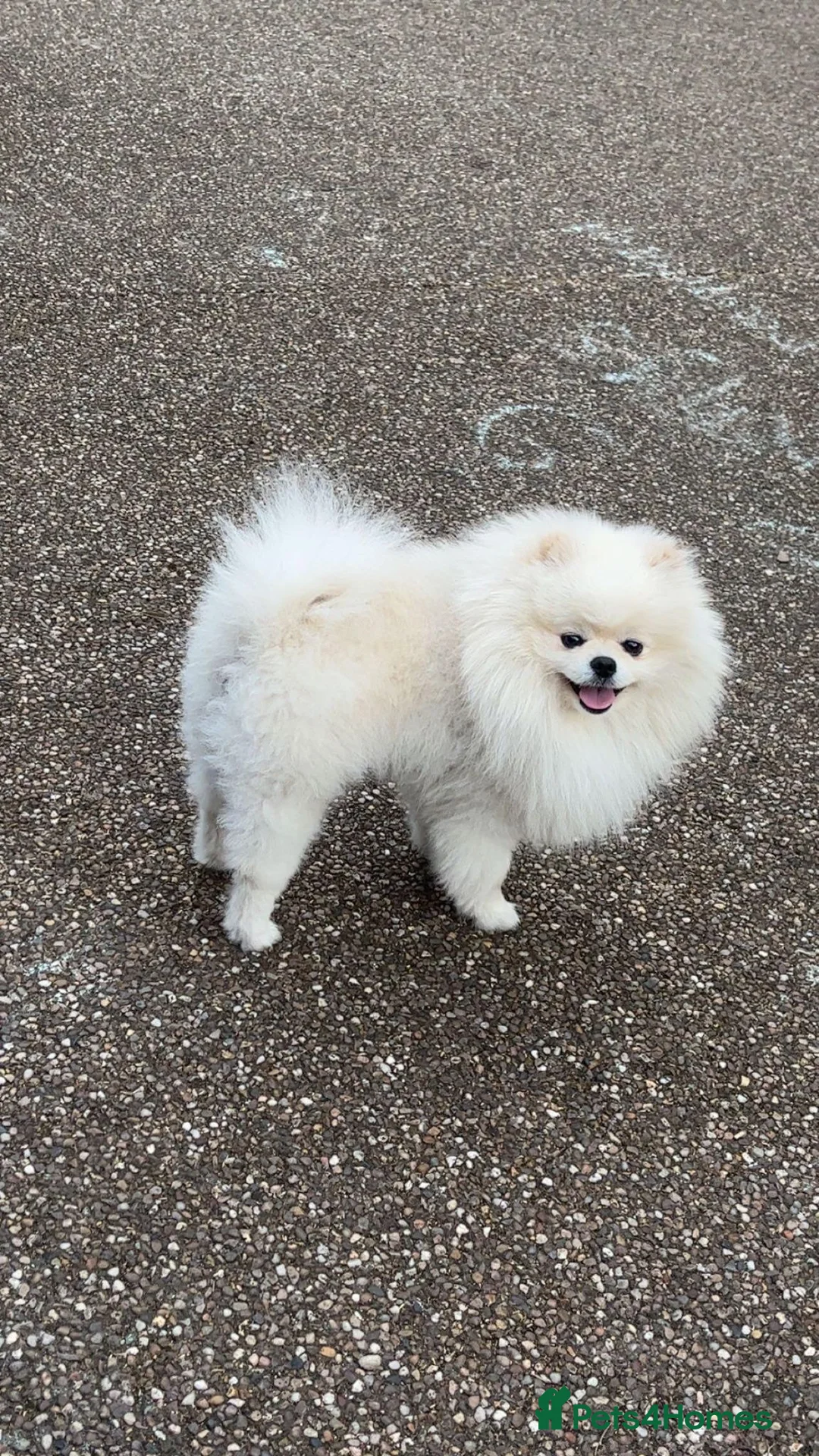Pomeranian dogs for sale: 2,5 kg Teddy Bear face pomeranian  - Advert 1