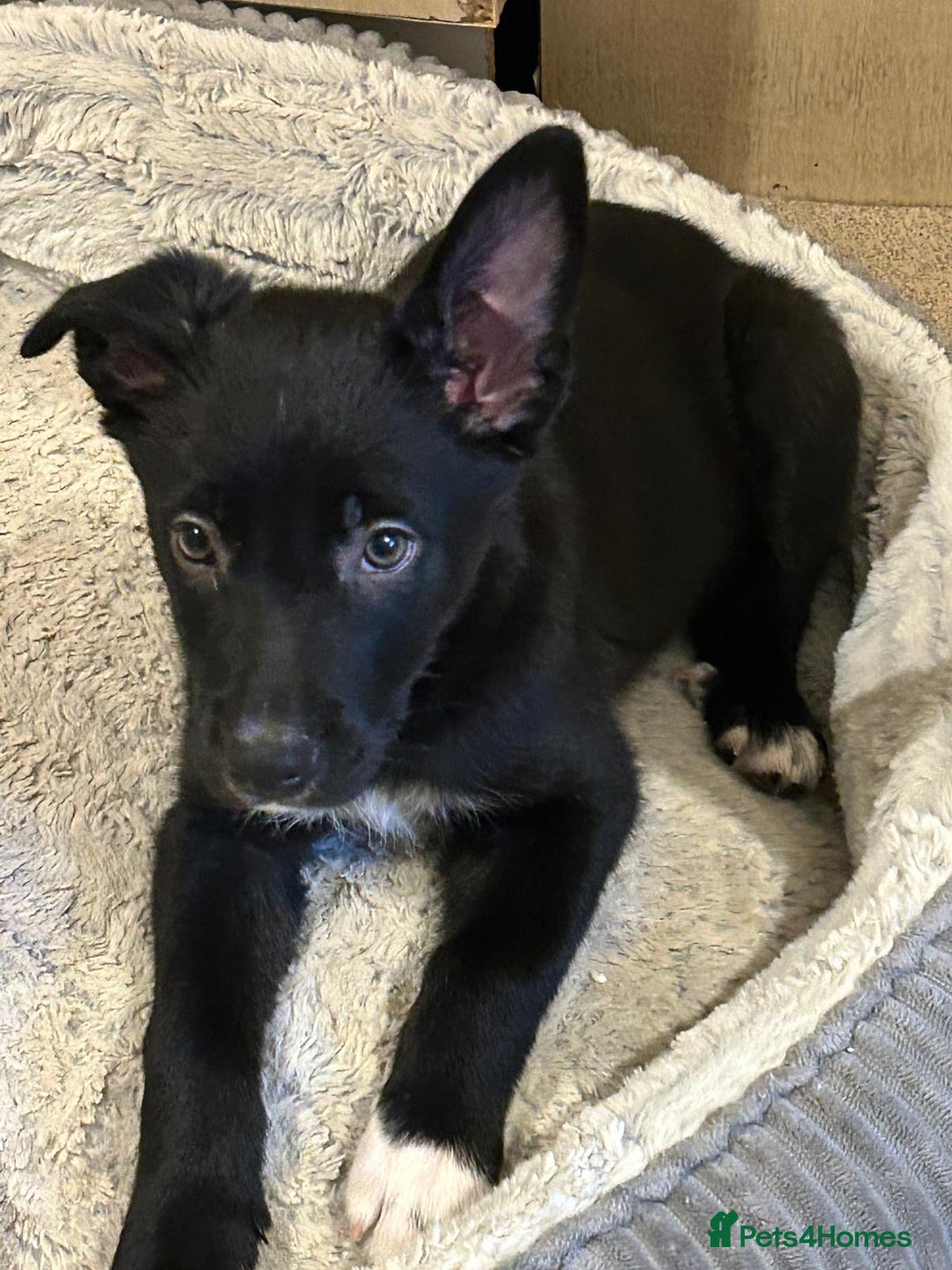 Border Collie dogs for sale: Gorgeous border collie puppies - Advert 3