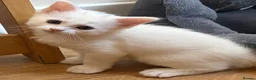 Persian cats for sale: Half Persian kittens  - Advert 2
