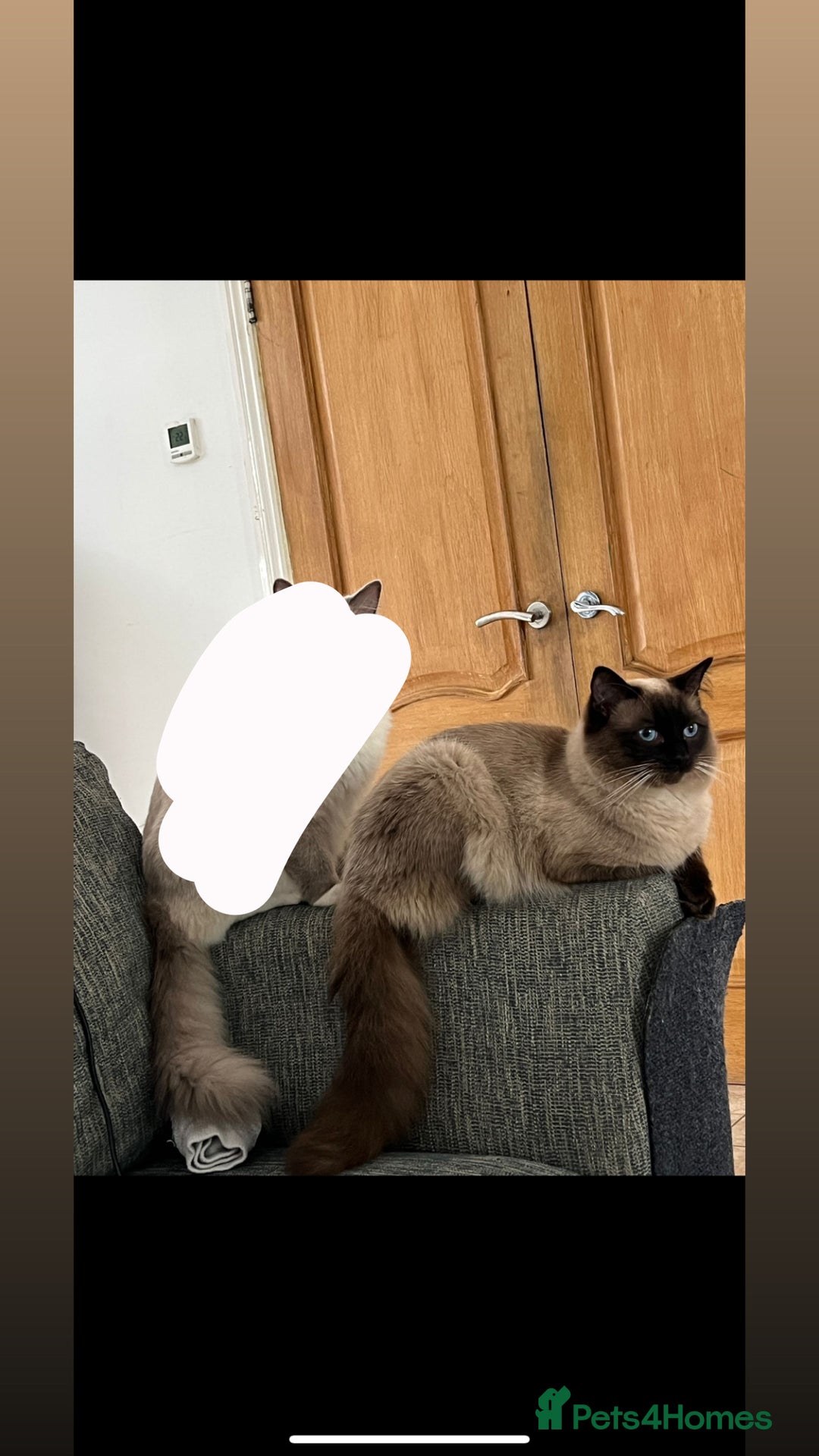 Ragdoll cats for sale: Ragdoll boy - Image 1