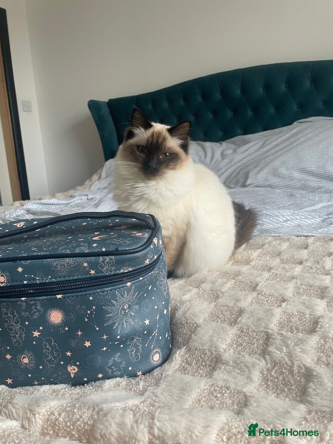 Ragdoll cats for sale: Ragdoll Cat/Kitten 8 months £200 - Advert 11