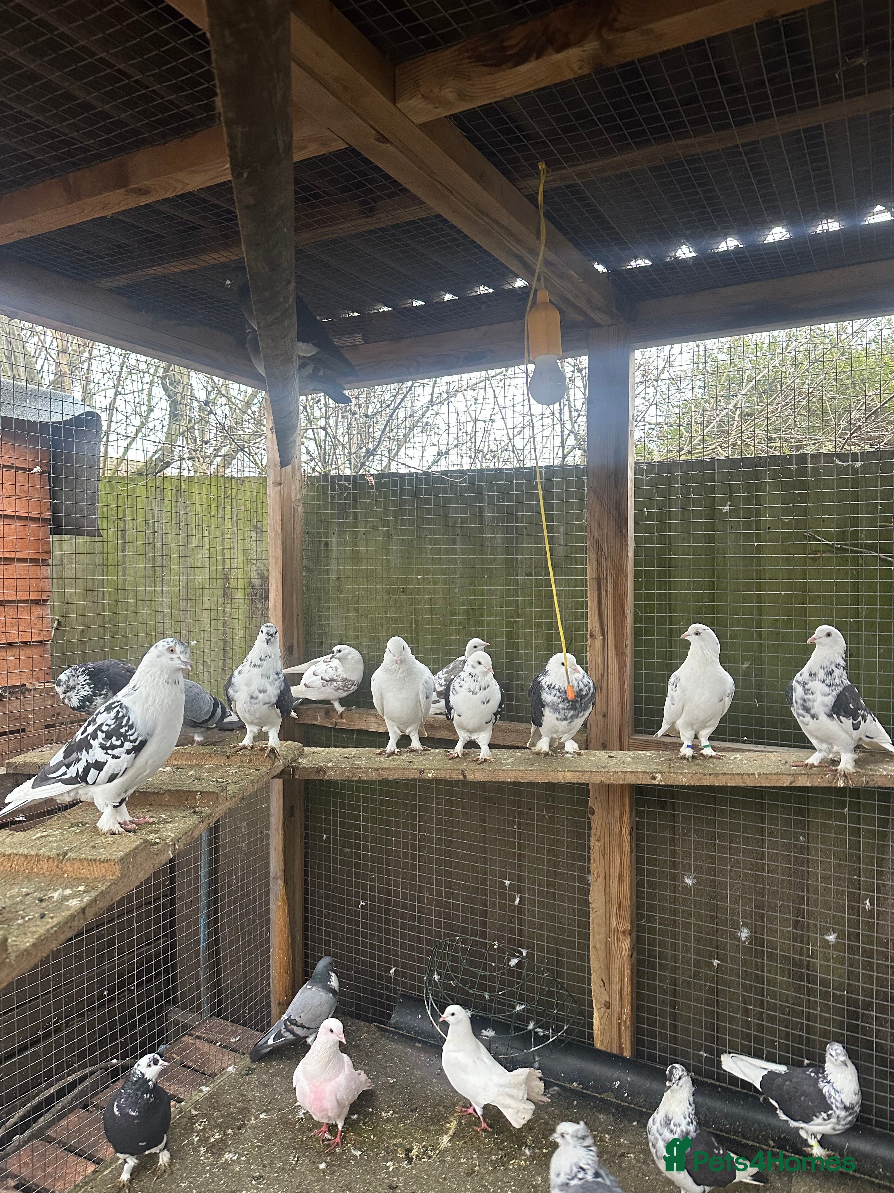 Pigeons birds Fancy Pigeons for sale - Advert 1