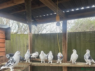 Pigeons birds Fancy Pigeons for sale - Advert 1