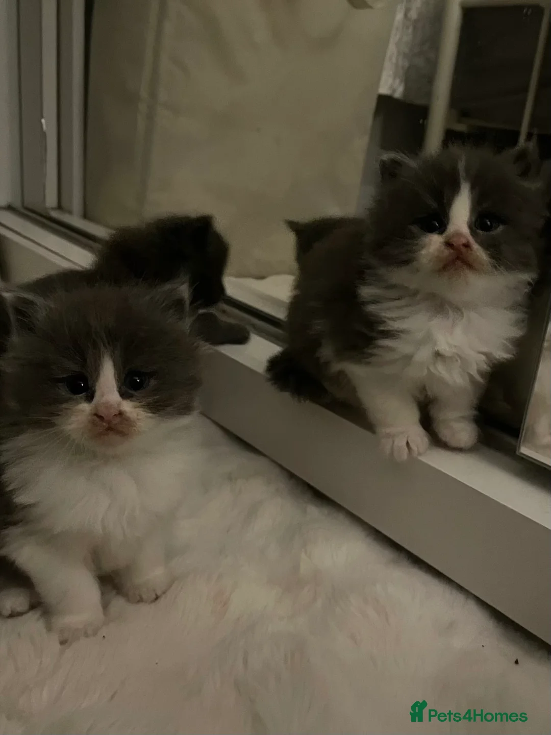 Maine Coon cats for sale: Four beautiful mainecoon/ragdoll kittens - Advert 8