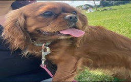 Cavalier King Charles Spaniel dogs for sale: KC Reg CKCS Puppies *health tested parents* - Image 12