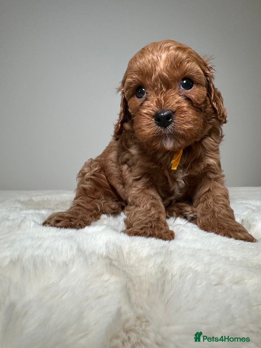 Cavapoo dogs for sale: F1 Cavapoo puppies.  - Image 19