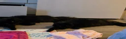 Mixed Breed cats for sale: Beautiful Fluffy Black Kittens in Uxbridge - Advert 9