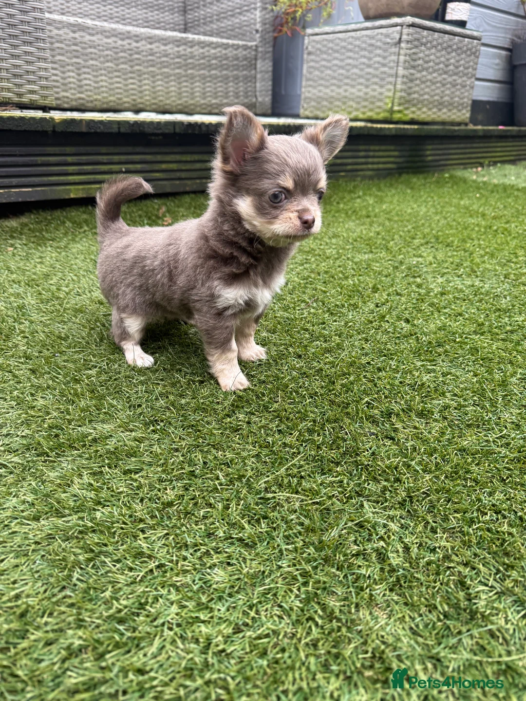 Chihuahua dogs for sale: Blue/Lilac Chihuahua Puppies - Advert 4