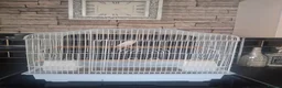 Budgerigars birds for sale: White budgie and cage - Advert 1