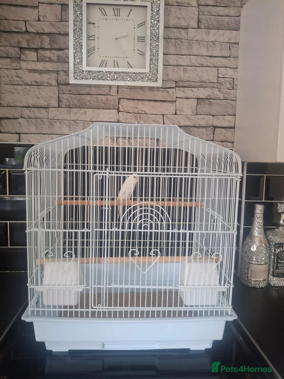 Budgerigars birds for sale: White budgie and cage - Advert 1