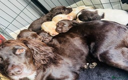 Sprocker dogs for sale: Beautiful spaniel puppies  - Image 1