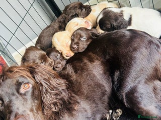 Sprocker dogs - Advert 4