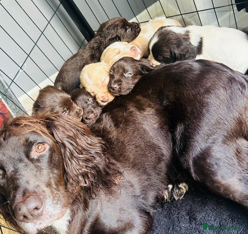 Sprocker dogs - Advert 5