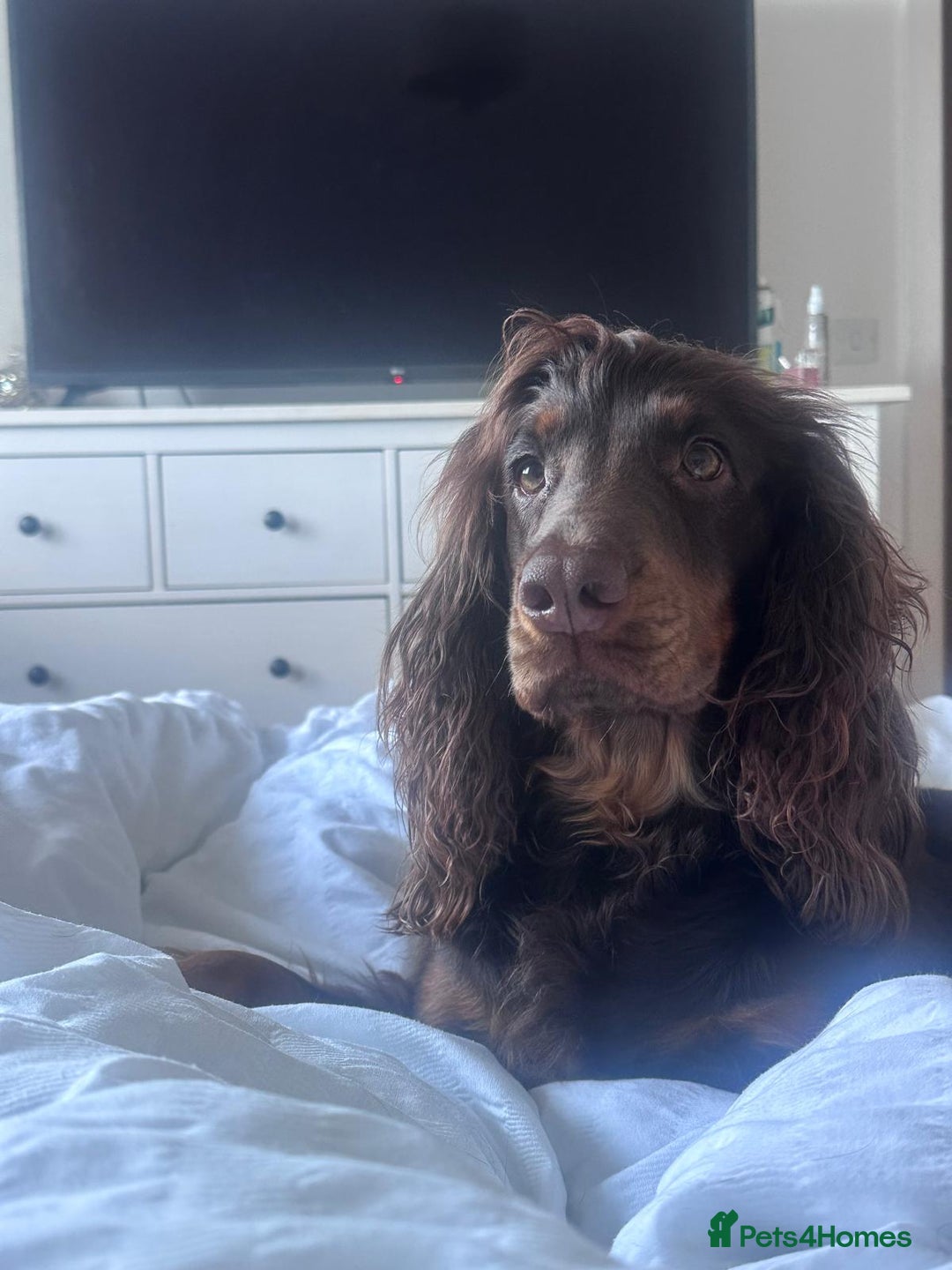 Cocker Spaniel dogs for sale: Stunning KC reg working cocker spaniel puppies  - Advert 7