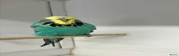 Budgerigars birds for sale: Budgies for sale  - Advert 31