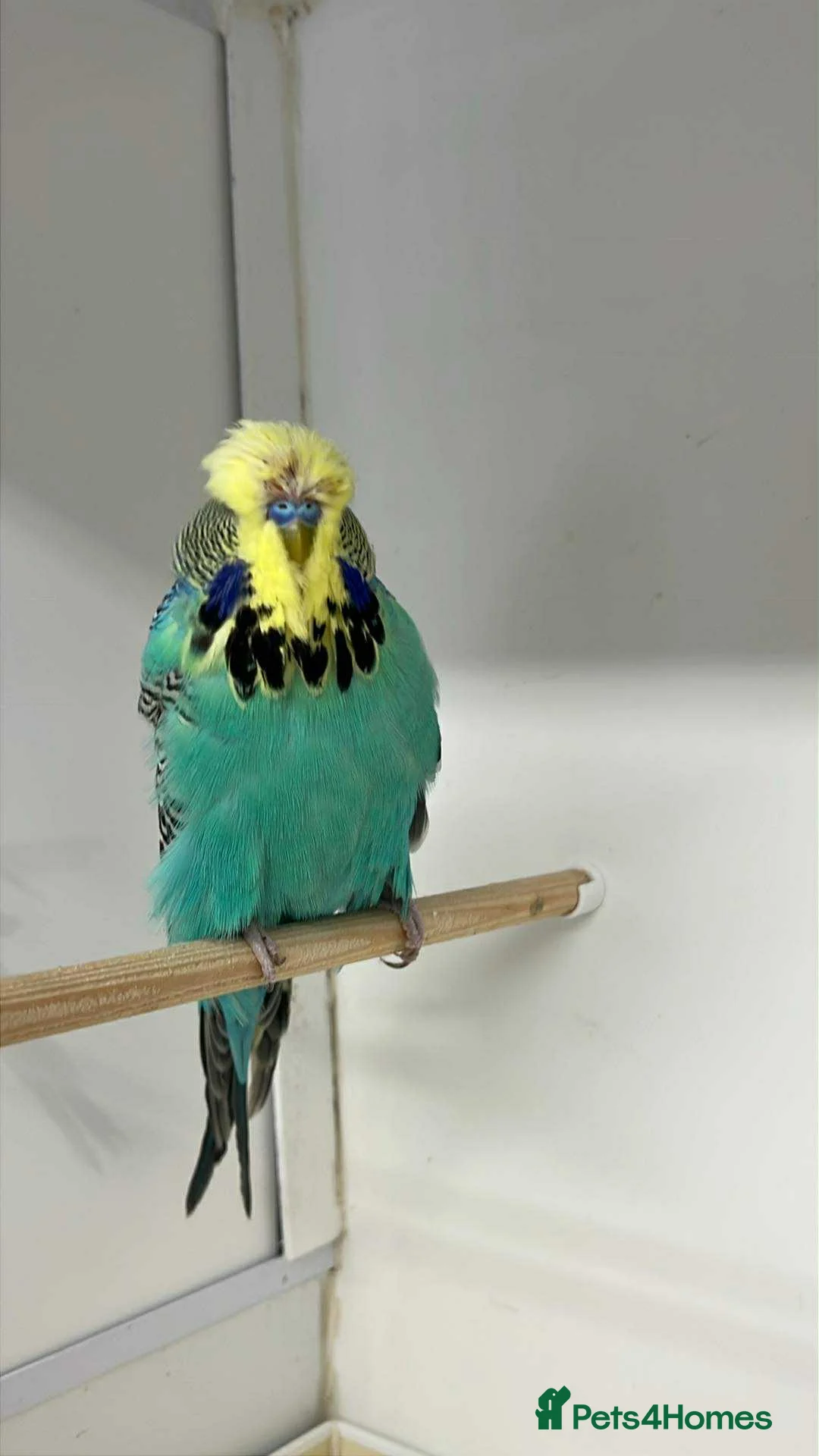 Budgerigars birds for sale: Budgies for sale  - Advert 31