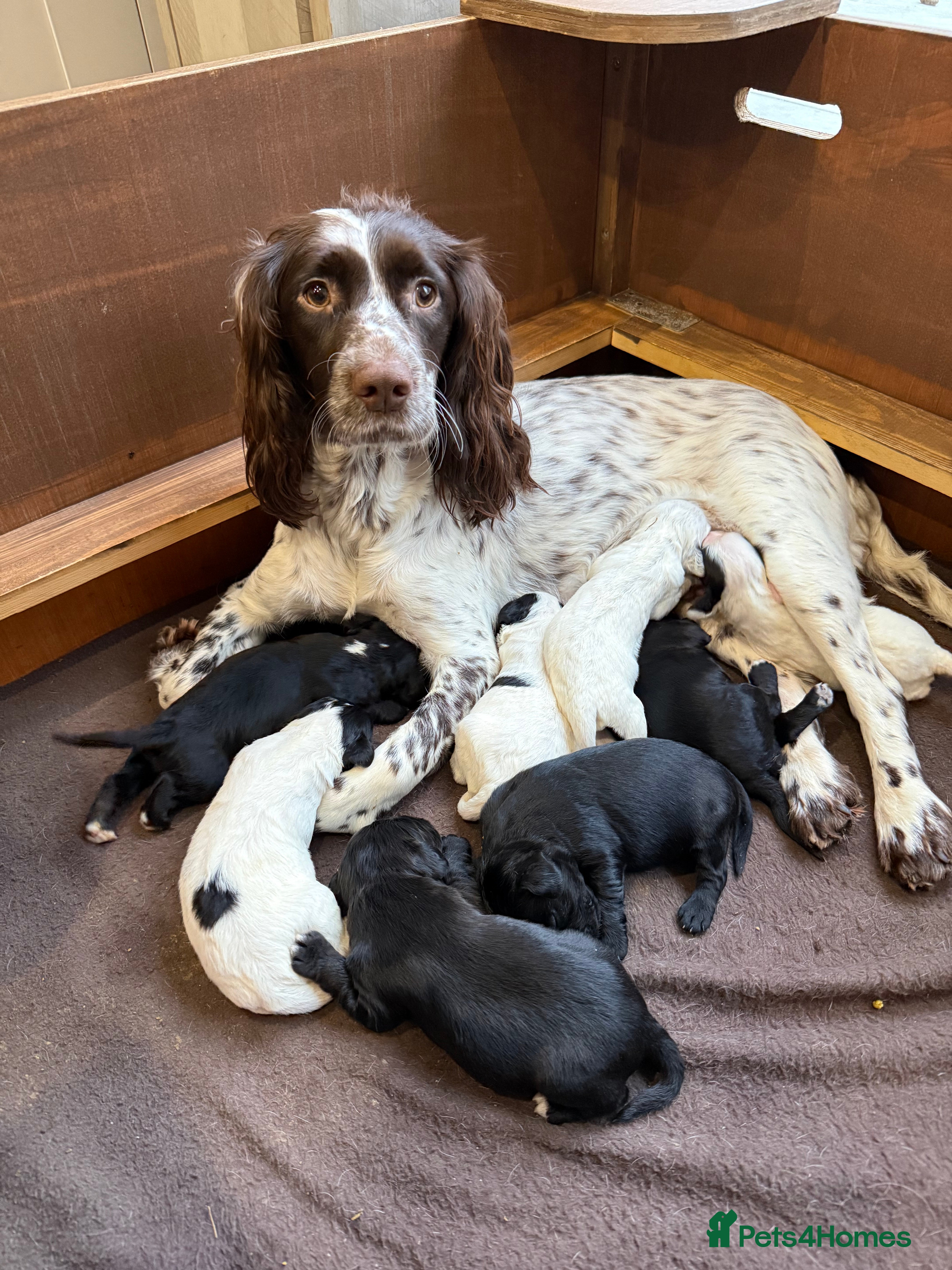 Sprocker dogs Sprocker pups looking for their forever home 🐶💕 - Advert 5