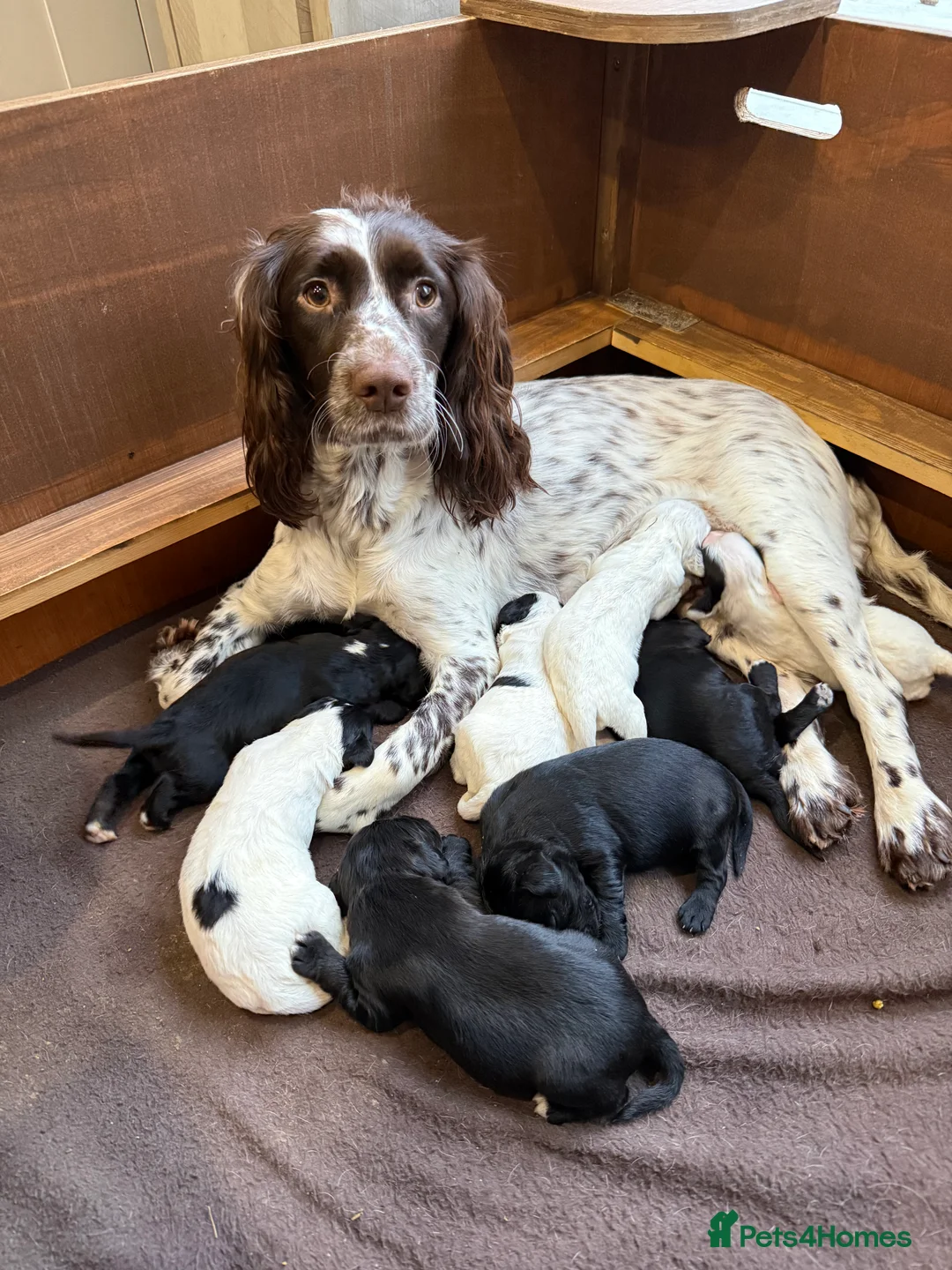 Sprocker dogs for sale: Sprocker pups looking for their forever home 🐶💕 - Advert 1