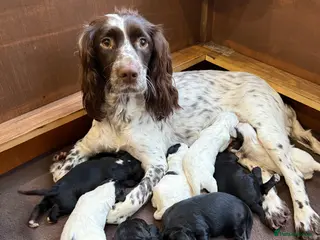 Sprocker dogs Sprocker pups looking for their forever home 🐶💕 - Advert 12