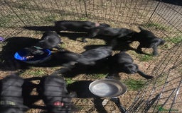 Cockerdor dogs for sale: Cockerdor puppies - Image 4