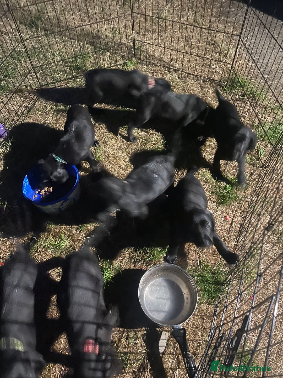 Cockerdor dogs for sale: Cockerdor puppies - Image 4