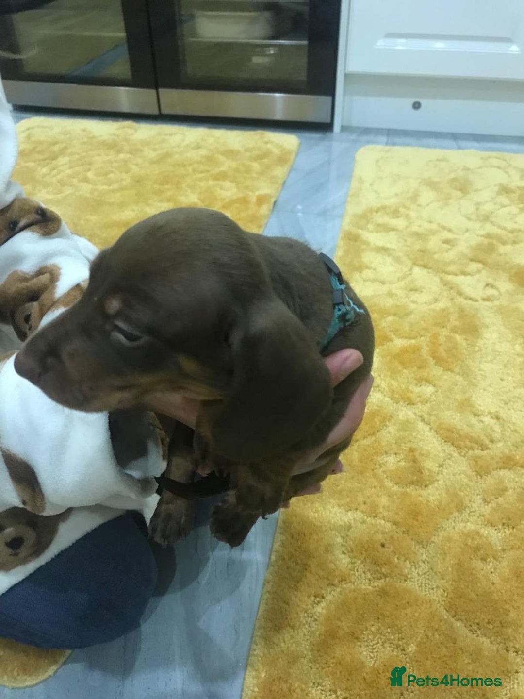 Miniature Dachshund dogs for sale: ADORABLE MINIATURE DACHSHUND PUPPIES  - Image 7