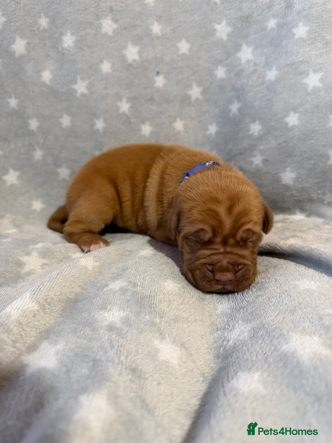 Dogue De Bordeaux dogs for sale: Beautiful Dogue De Bordeaux Puppies - Advert 10