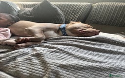 American Bull Staffy dogs for sale: Bluey  - Image 2