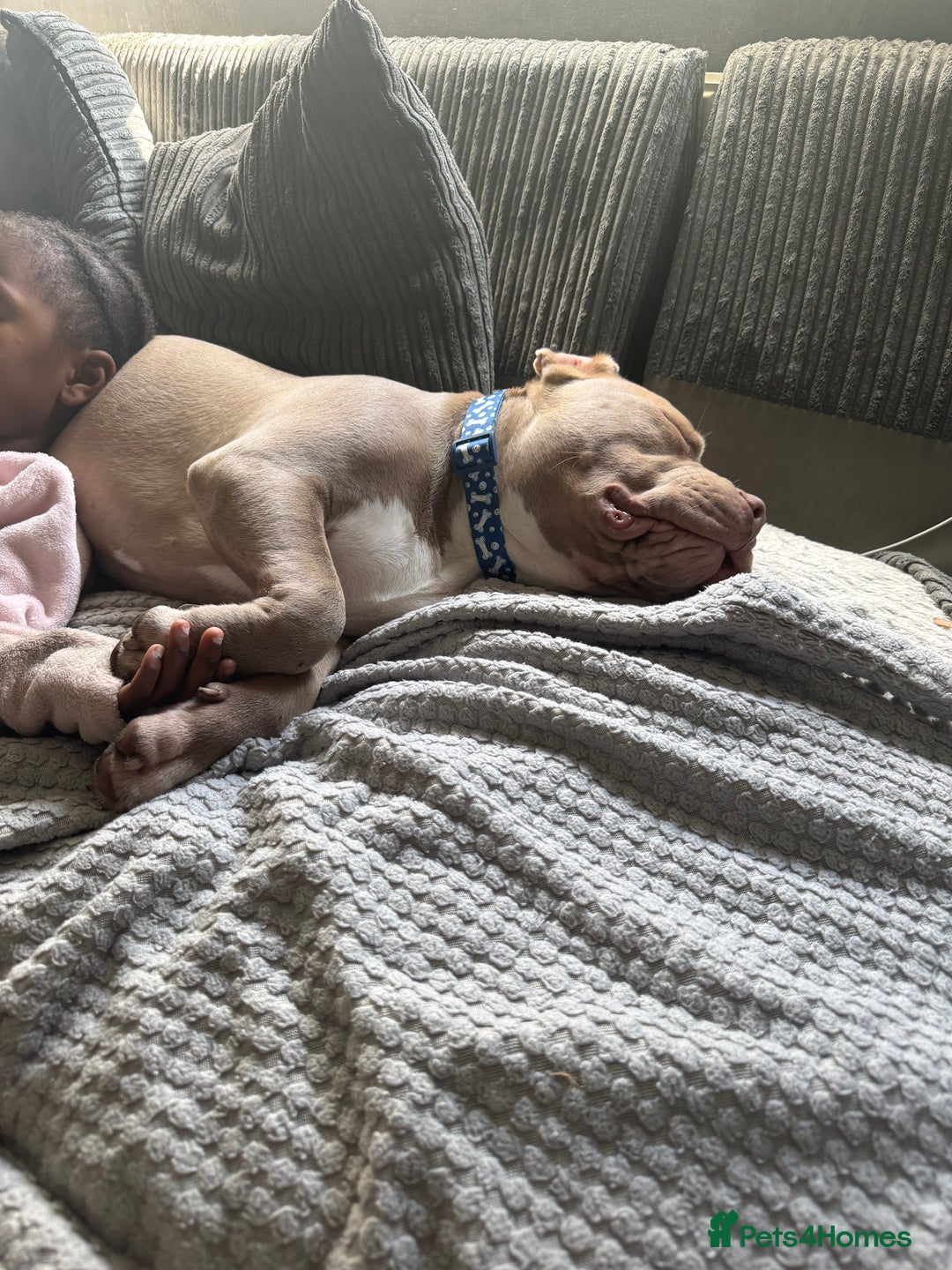 American Bull Staffy dogs for sale: Bluey  - Image 2