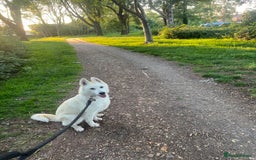 Siberian Husky dogs for sale: Girl Siberian husky  - Advert 6