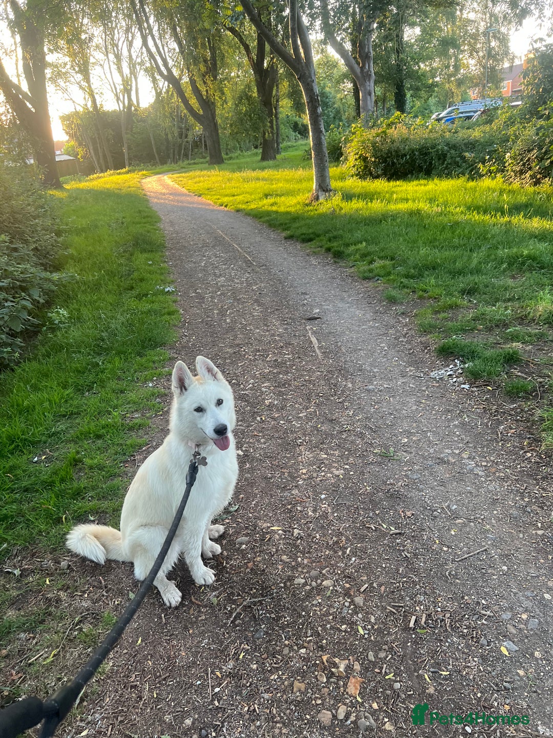Siberian Husky dogs for sale: Girl Siberian husky  - Advert 6