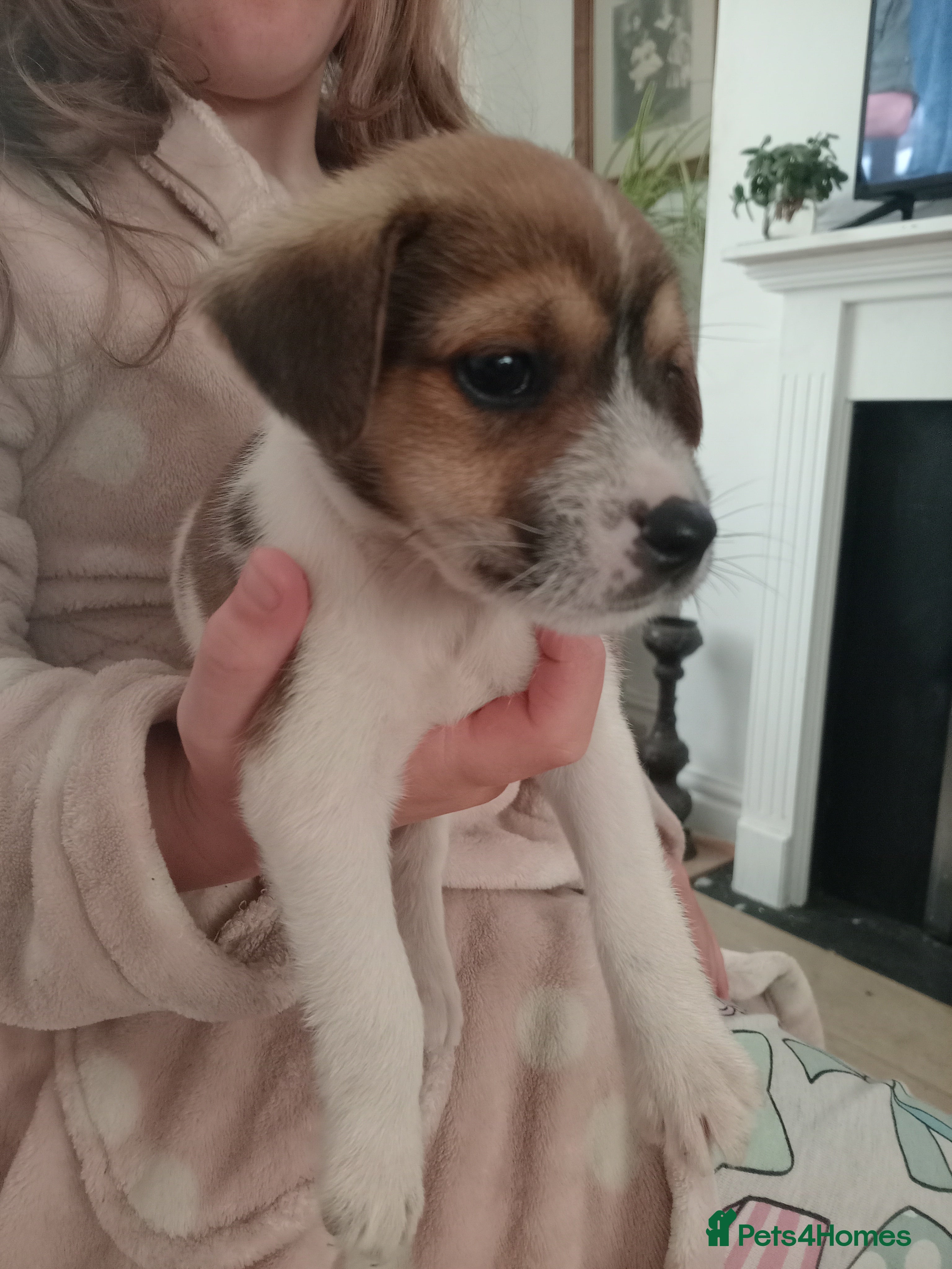 Jack Russell dogs Working Jack Russell Puppies  - Advert 2