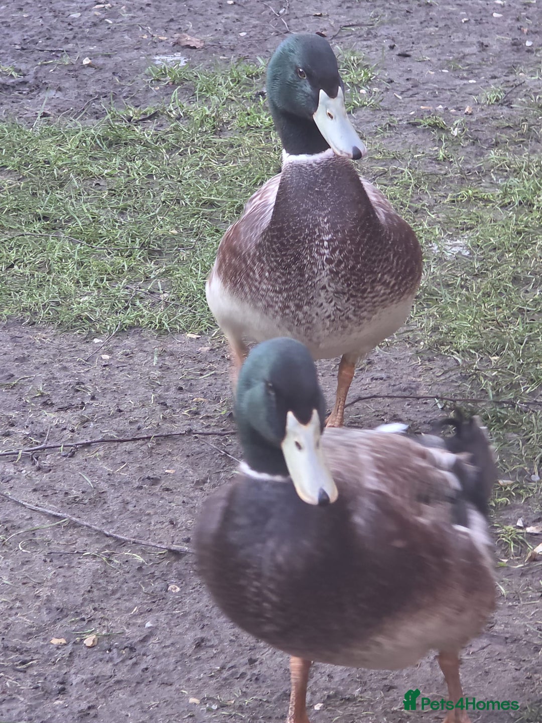 Ducks poultry for sale: 2x make ducks  - Advert 2