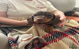 Miniature Dachshund dogs for sale: Miniature dachshund  - Image 9