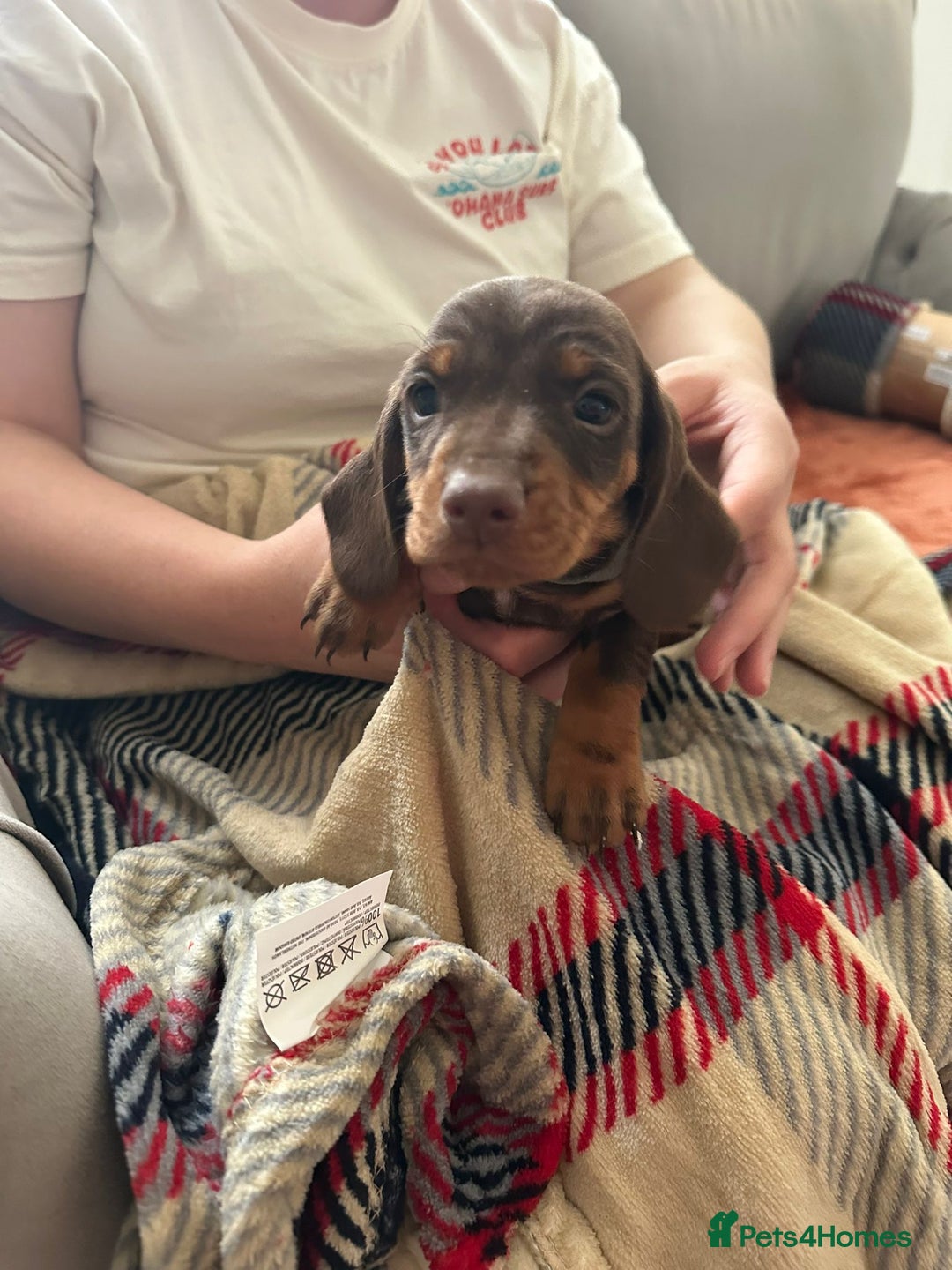 Miniature Dachshund dogs for sale: Miniature dachshund  - Image 9