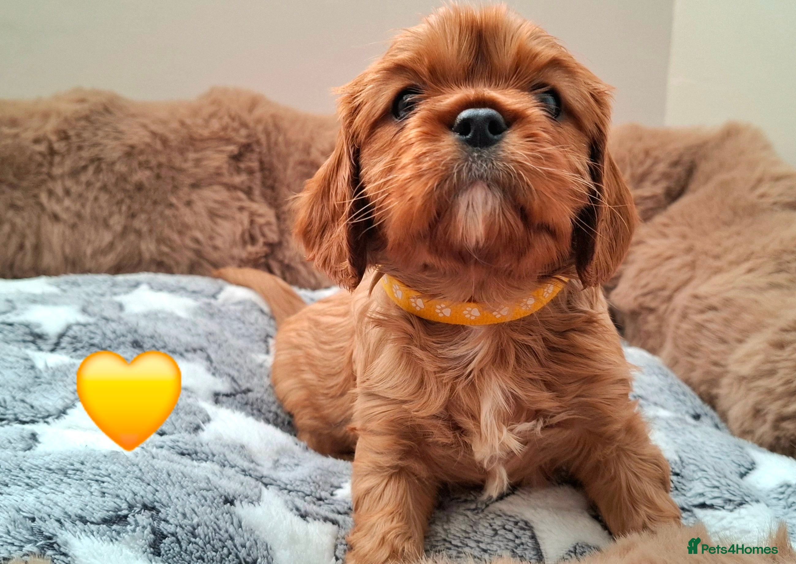 Cavalier King Charles Spaniel dogs 🥇 KC Beautiful Cavalier King Charles Spaniel 🐾⭐️ - Advert 5