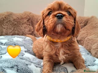Cavalier King Charles Spaniel dogs 🥇 KC Beautiful Cavalier King Charles Spaniel 🐾⭐️ - Advert 2
