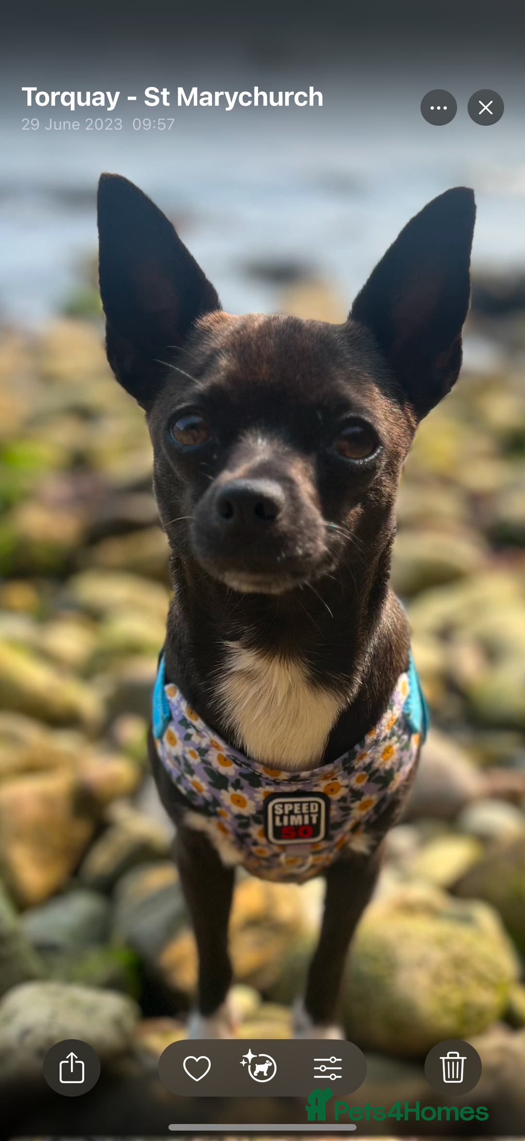 Chihuahua dogs for sale: Stunning Little Short Coat Chihuahuas - Image 18