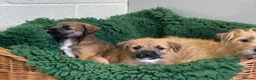 Mixed Breed dogs for sale: Border Terrier x Norfolk - Advert 4