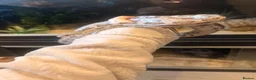 Corn Snake reptiles for sale: Corn snake x full setup - Advert 2