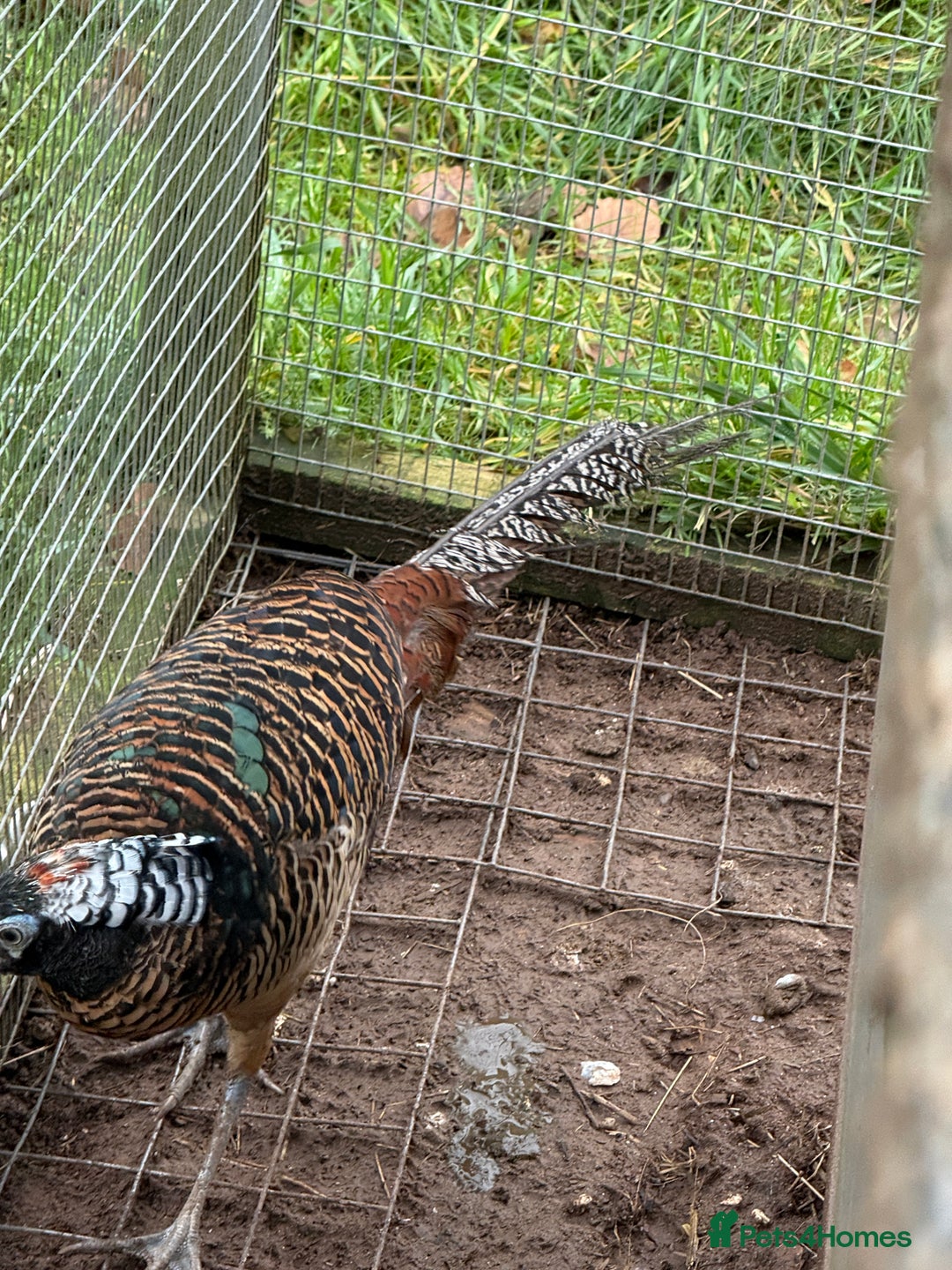 Pheasants poultry for sale: Lady Amherst Pheasants - pair - Advert 1