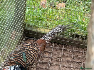 Pheasants poultry Lady Amherst Pheasants - pair - Advert 8