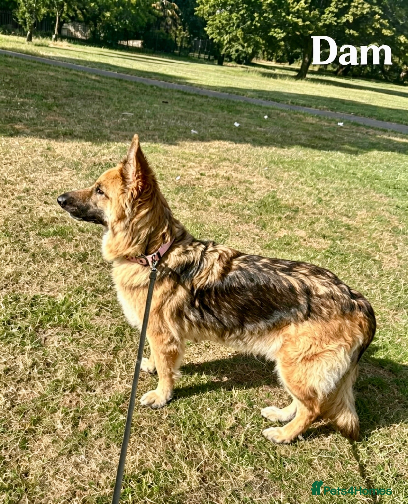 German Shepherd dogs KC-registered, long-coated, German Shepherd pups - Advert 2