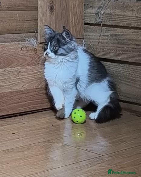 Siberian cats Siberian kittens with pedigree READY TO GO  - Advert 8