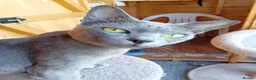 Korat cats for sale: Jasumik Korats  in Swansea - Advert 3