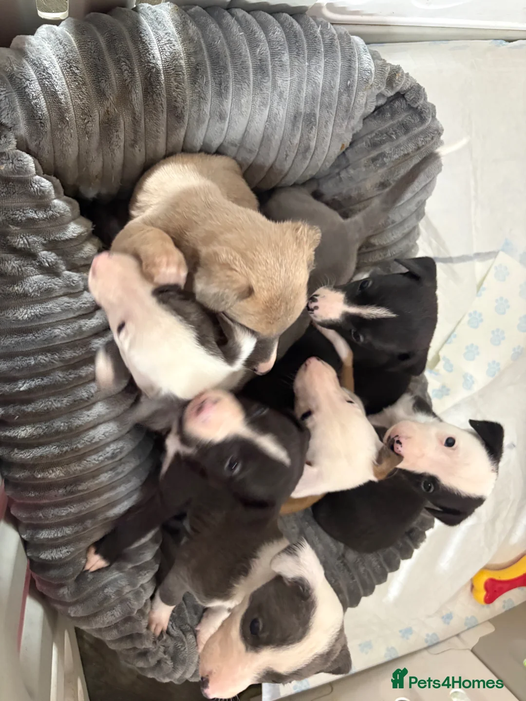 Whippet dogs for sale: Gorgeous whippet puppies  - Advert 6