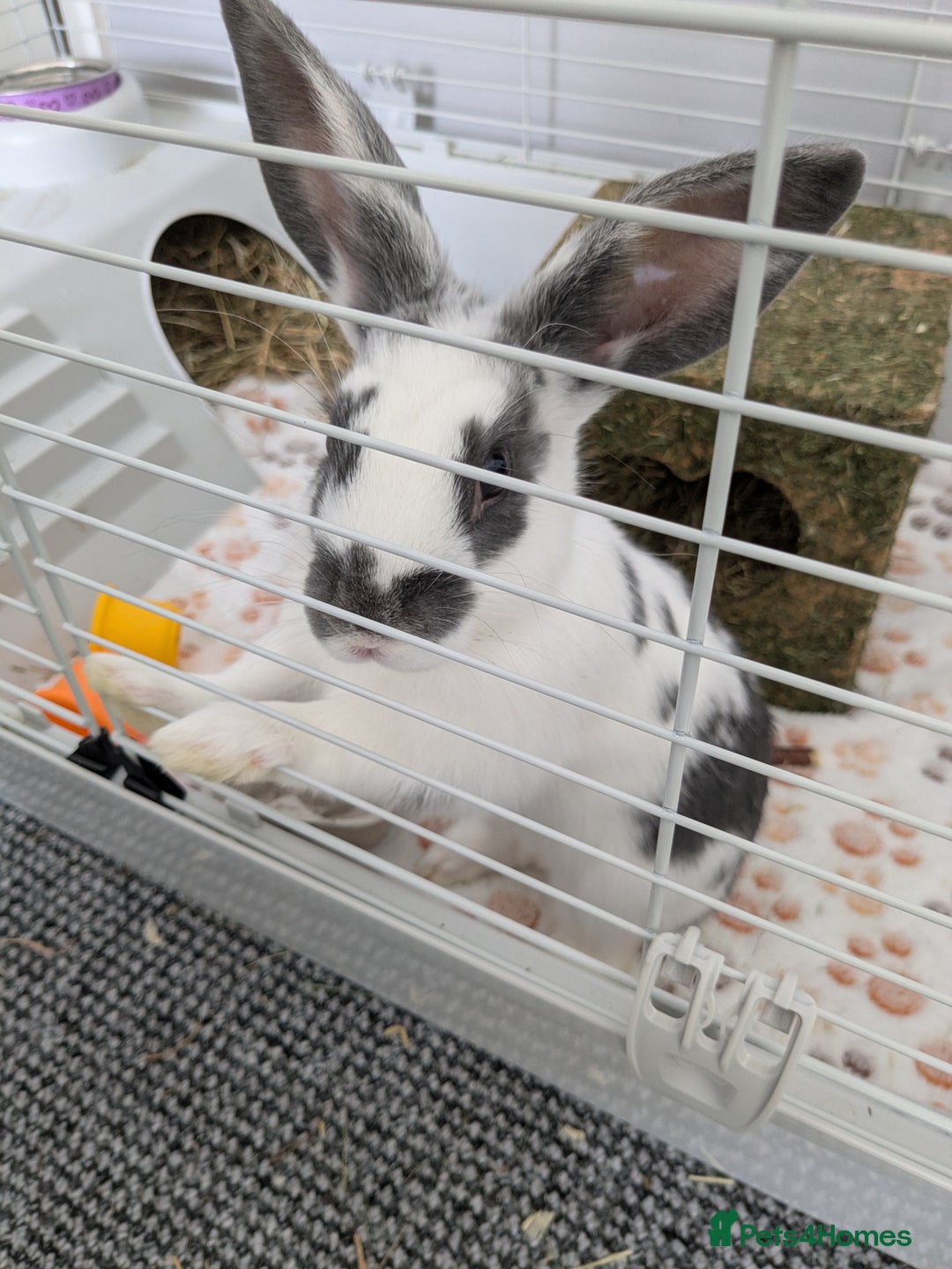 Rex rabbits for sale: Two baby bunnies. One Male Rex. One female unknown - Advert 3