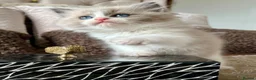 Ragdoll cats for sale: Adorable Ragdolls Babies 🌸🌸🌸 - Advert 25