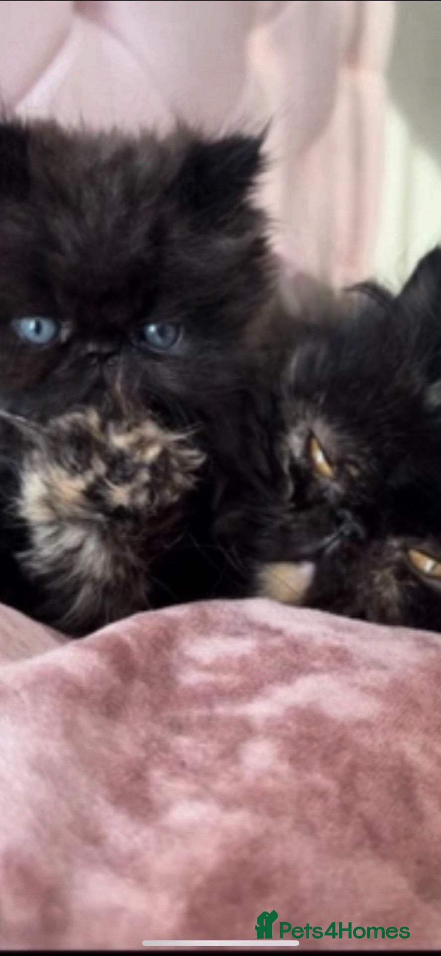 Persian cats Stunning colour point Persians - Advert 2